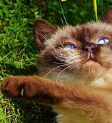 Image result for Persian Cat Funny