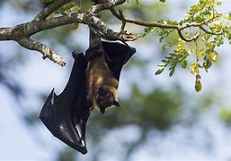 Image result for Pet Fruit Bat