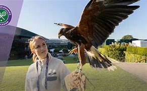 Image result for Rufus The Hawk Wimbledon