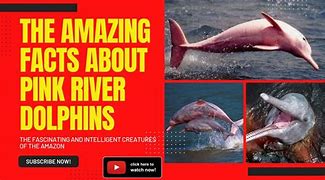 Image result for Ecuadoran Pink River Dolphin