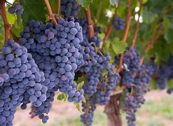 Image result for Dominari Merlot