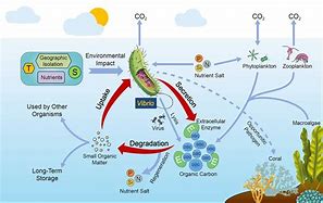 Image result for Lithium Carbonate Cycle