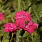 Image result for Dianthus grat. Badenia