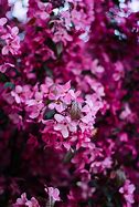 Image result for Purple Pink iPhone Wallpaper 4K