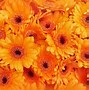 Image result for Plant with Orange Ball Flowers Brazil