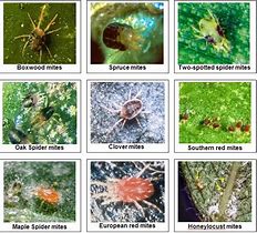 Image result for Pictures of All Mites