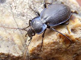 Image result for Blue Beetle Black