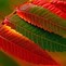 Image result for Red and Green Windows Wallpaper