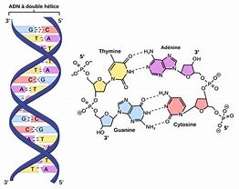 Image result for Dan Structure