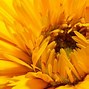 Image result for Yellow Nature Wallpaper 4K