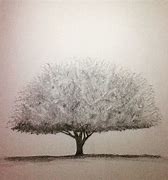 Image result for Arizona State Tree Drawing