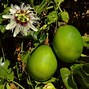 Image result for Citrus Fruit Trees