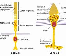 Image result for Ganglions Rods Cones