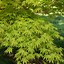 Image result for acers