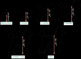 Image result for Standard Poodle Weight Chart