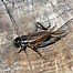 Image result for House Cricket Insect