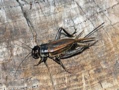 Image result for Common Field Cricket