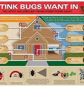 Image result for Stink Bugs In-House