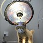 Image result for Google Cat Memes