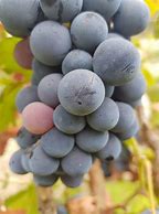 Image result for Sunce Alicante Bouschet saint Jorge