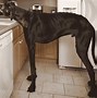 Image result for World Biggest Dog in the USA