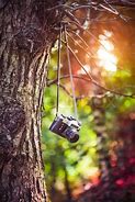 Image result for Camera Hanging From Tree