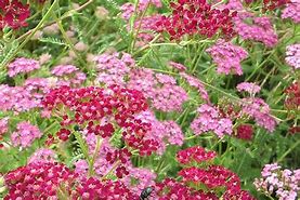 Bildergebnis für Achillea millefolium Summerwine