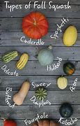 Image result for Different Types of Squash