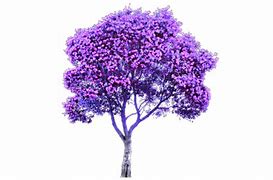Image result for 8 Purple Transparent PNG