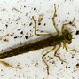 Image result for Pond Water Bugs