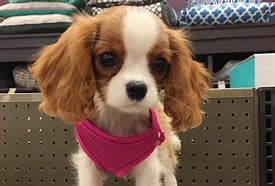 Image result for Cutest Dog in the World According to People