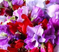 Image result for Frilly Sweet Pea Seeds