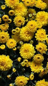 Image result for Yellow Flowers iPhone 12