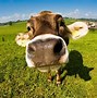 Image result for Cute Cow Desktop Wallpaper