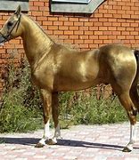 Image result for Akele Teke Horse