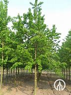 Billedresultat for Prunus avium Hedelfinger