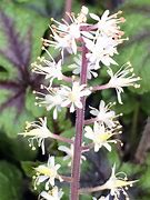 Image result for Tiarella Jeepers Creepers