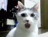 Image result for Surprised Orange Cat Meme