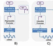 Image result for Constitutive and Inducible Genes