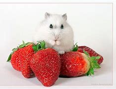 Image result for Cute Animal with Strawberry Chibi