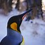 Image result for Calgary Zoo Penguins