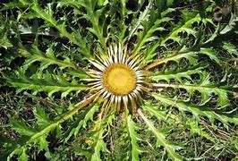 Image result for carlina