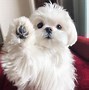 Image result for Cute Fluffy Puppy Pictures