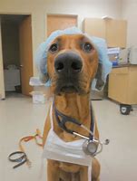 Image result for Nurse Dog Meme