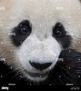 Image result for Giant Panda Bear Face