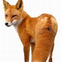 Image result for Fox Tail Transparent