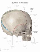 Image result for Cranial Sutures