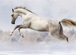 Image result for High Quality Horse Pictures
