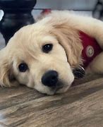 Image result for Cutest Puppies Ever