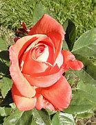 Image result for Most Popular Hybrid Tea Roses